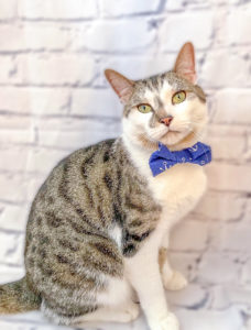 A quick, easy sew for a classic finishing touch and pop of personality, the Tie & Bow Tie sewing pattern fits children, adults, and pets!
