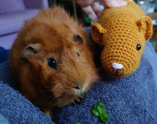 Crochet Guinea Pig